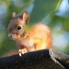 Eichhörnchen's erster Ausflug