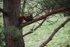 Eichhörnchens Frühstück