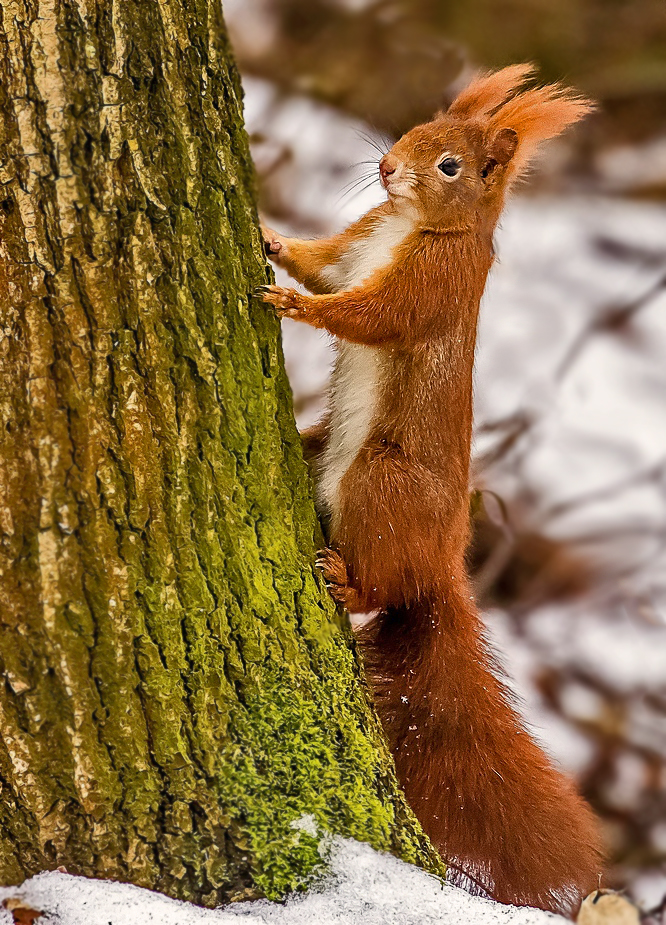 Eichhörnchen's Kletterbaum