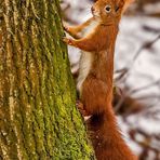 Eichhörnchen's Kletterbaum