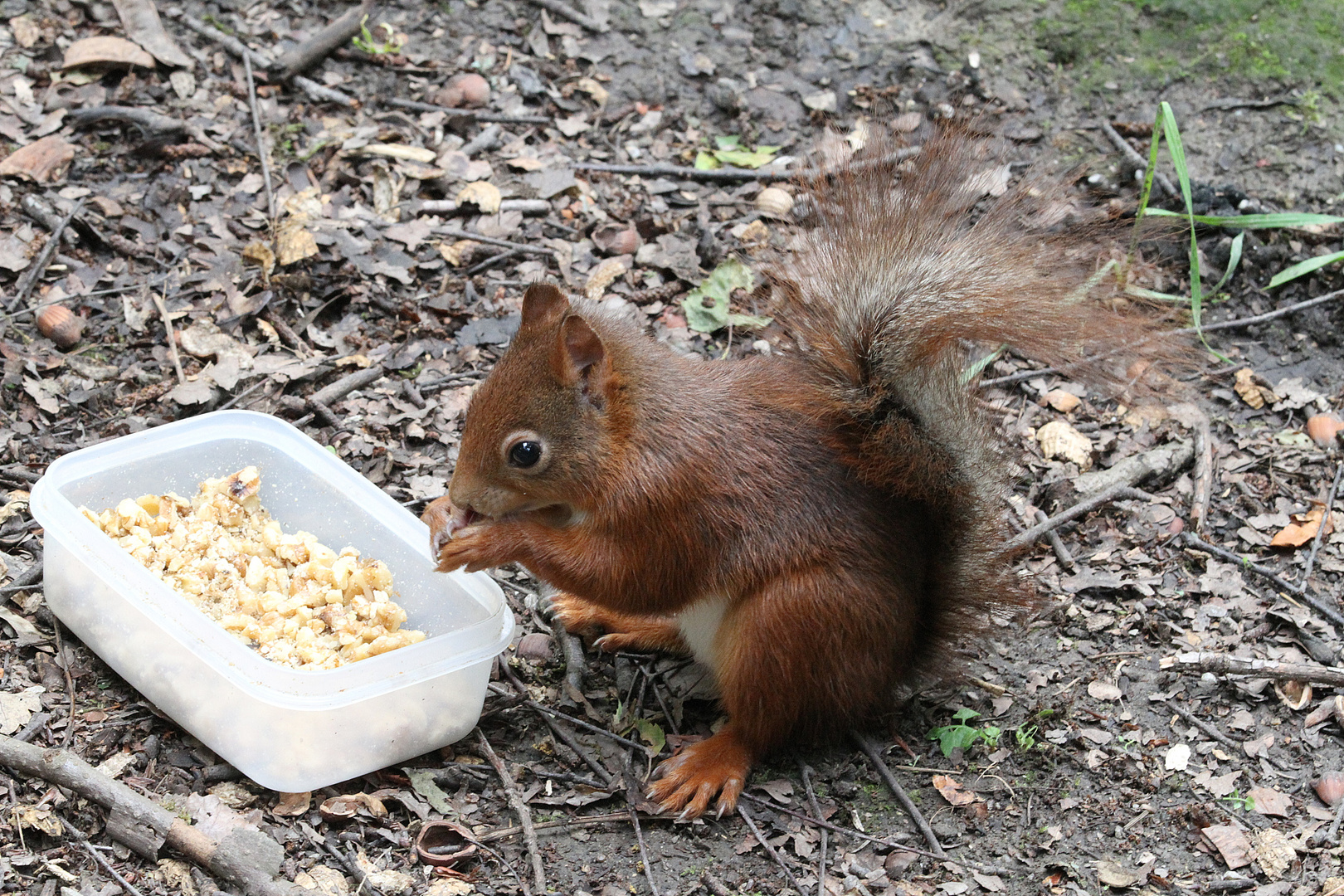 Eichhörnchens Mahlzeit