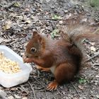 Eichhörnchens Mahlzeit