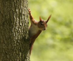 Eichhörnchens Neugierde siegt