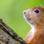 Eichhörnchen's Profil - Porträt