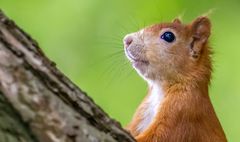 Eichhörnchen's Profil - Porträt