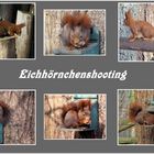 Eichhörnchenshooting