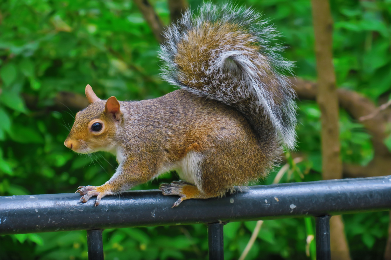 Eichhörnderl mitten in Manhatten