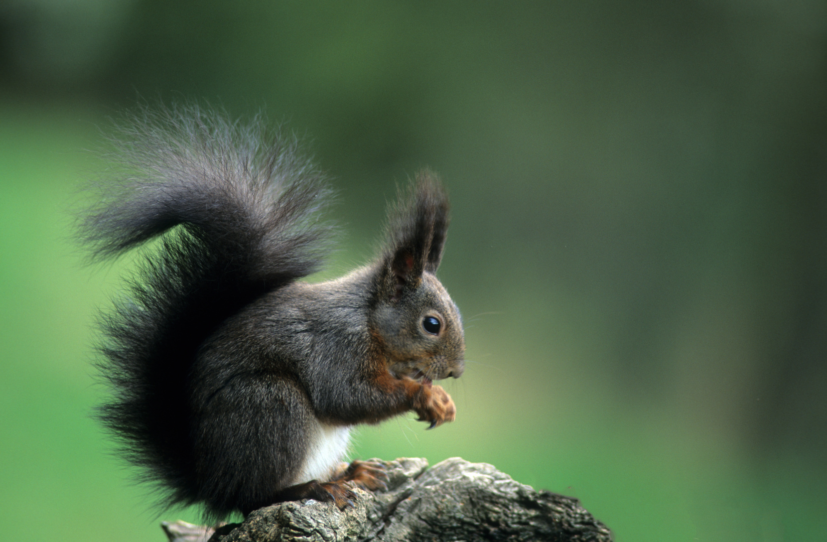  - EICHHÖRNEN -(Sciurus vulgaris )