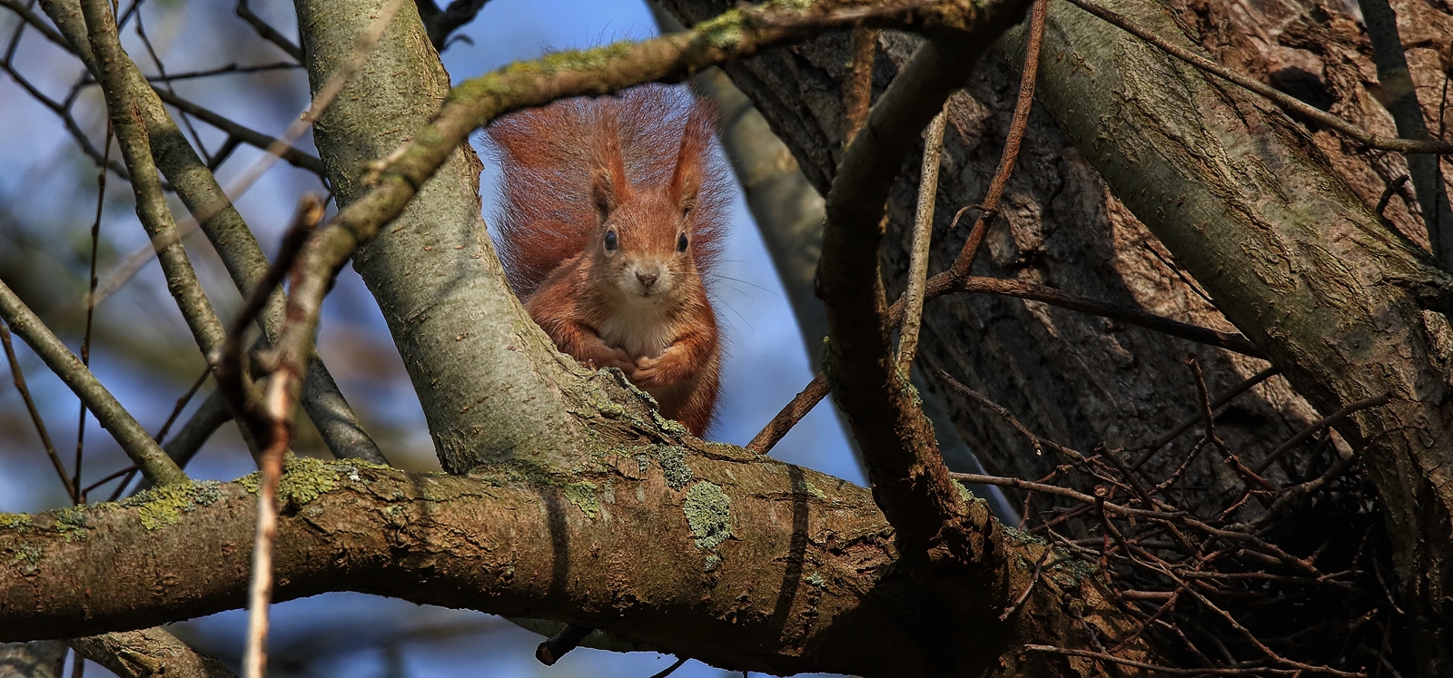 Eichhorn Foto & Bild tiere, wildlife, säugetiere Bilder auf