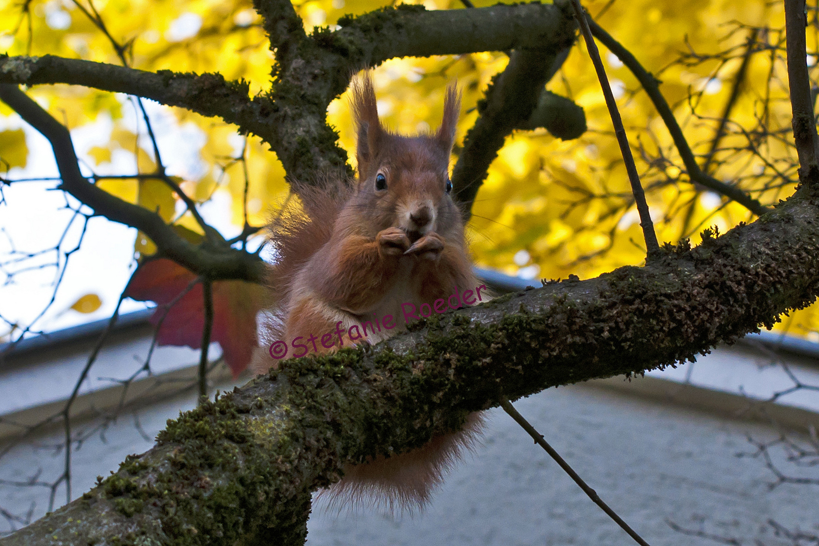 Eichhorn im Herbst