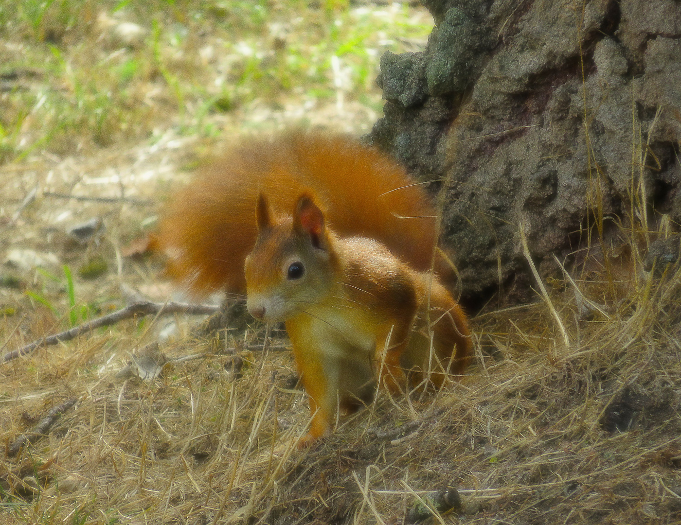 Eichhorn in Lauerstellung Foto & Bild eichhörnchen, baum, wiese