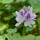 Eichhornia Crassipes