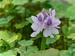 Eichhornia Crassipes