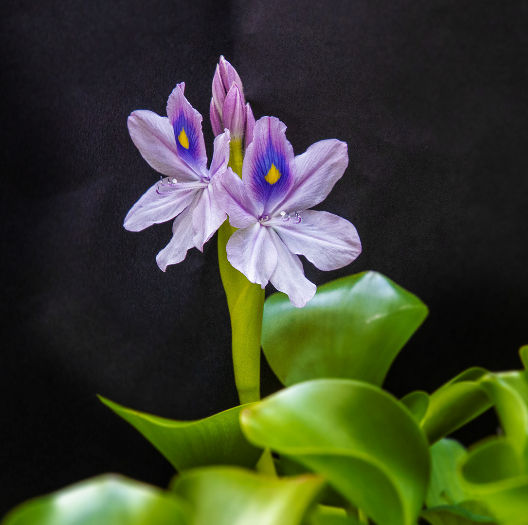 Eichhornia crassipes