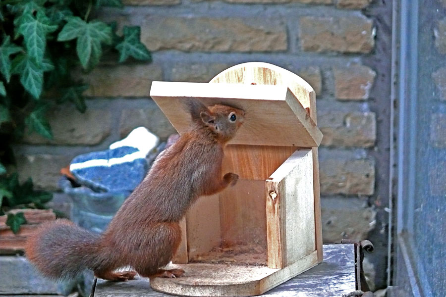 "Eichi" am Futterhaus 1