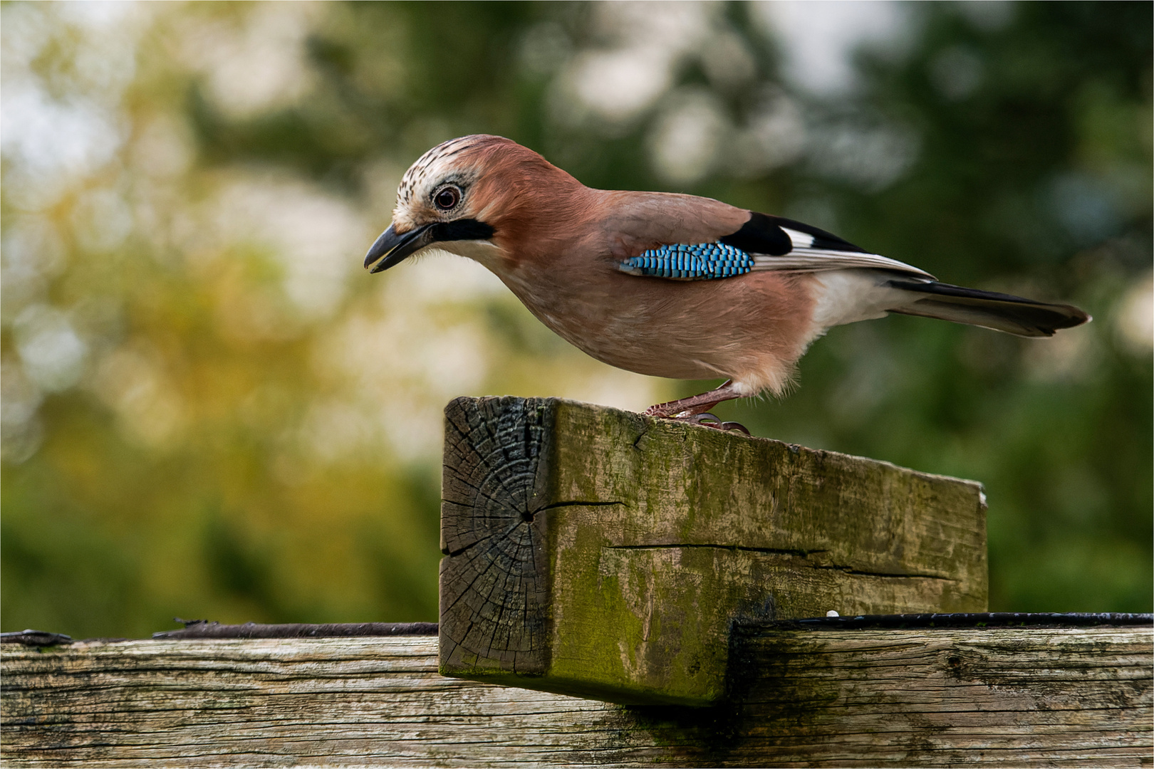 Eichi auf dem Pergola-Reiter  .....