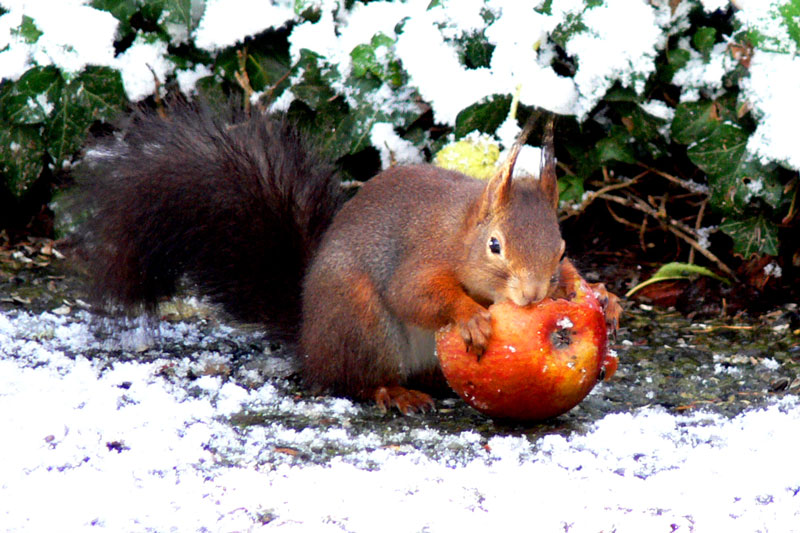 "Eichi" mit Apfel