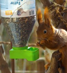 Eichkätzchen am Vogelfutterbehälter erwischt