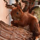 Eichkätzchen am Vogelfutterplatz