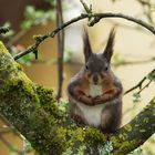 Eichkätzchen auf einem Apflebaum