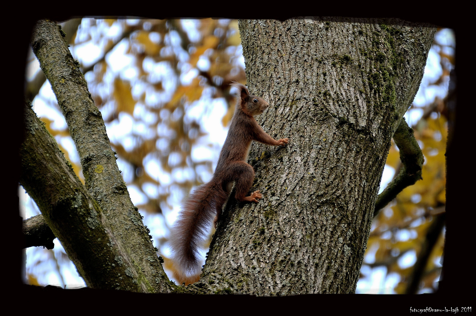 Eichkätzchen, Aufgenommen im Wildpark Schweinfurt