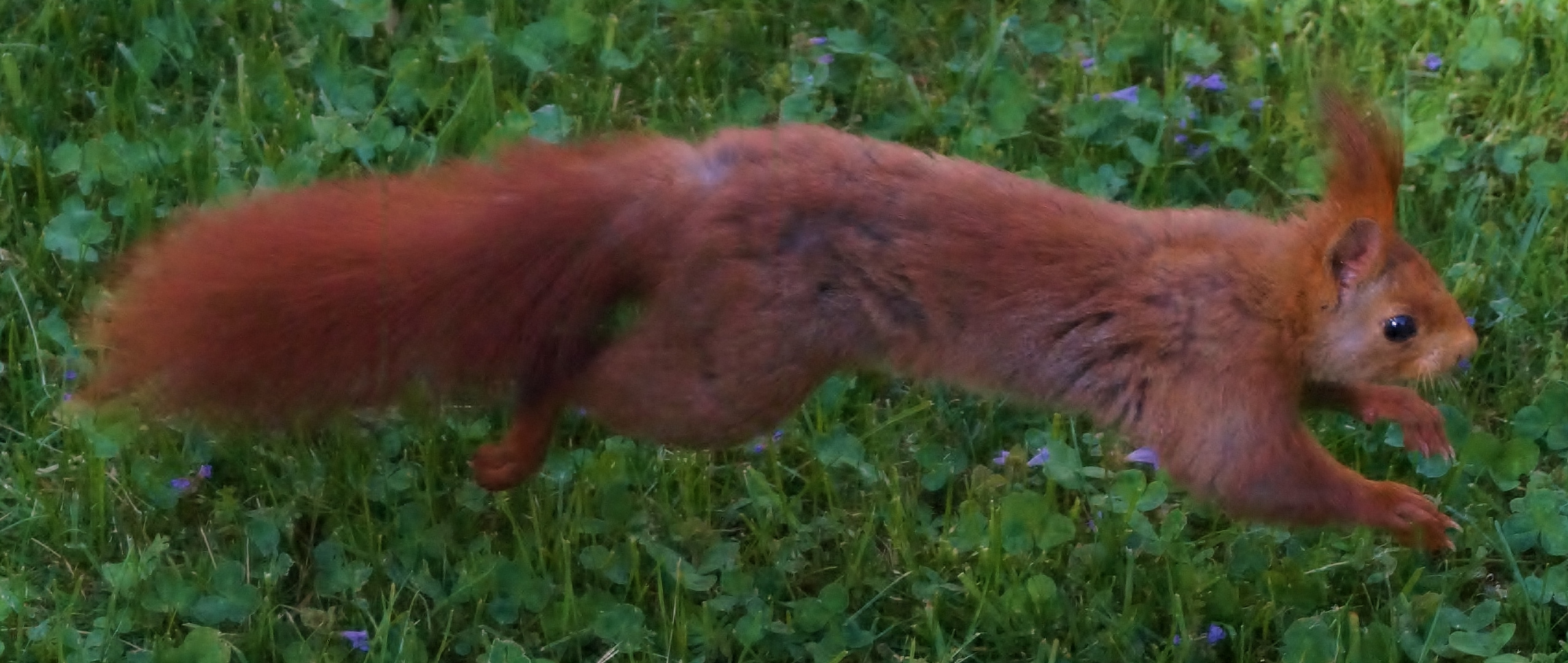 Eichkätzchen im Sprung