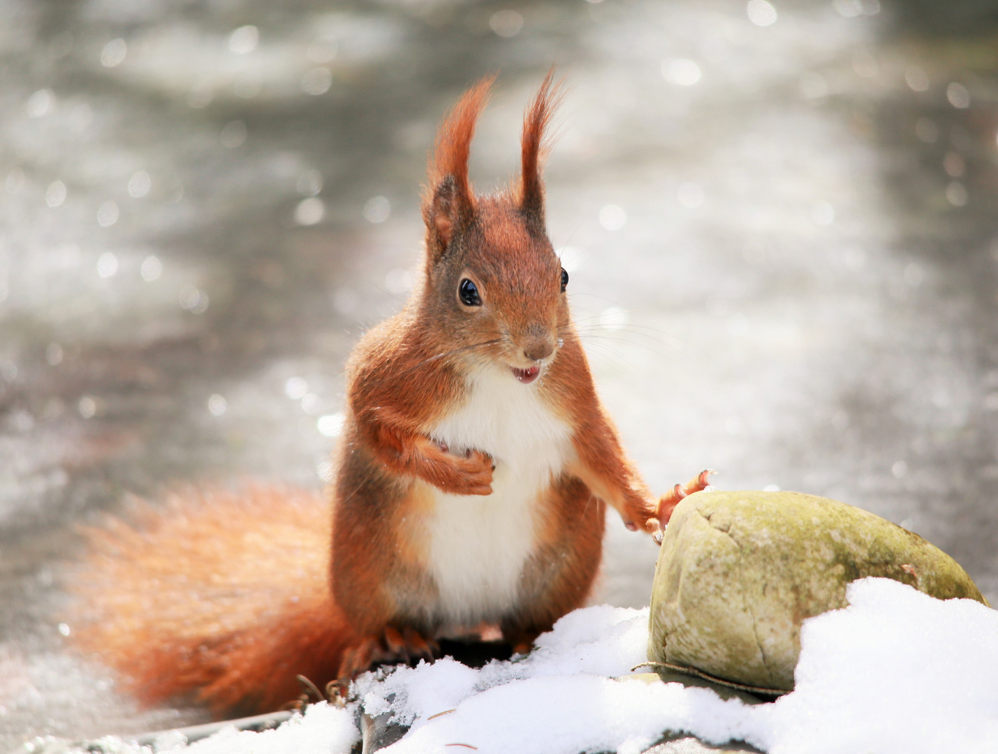 Eichkätzchen im Winter