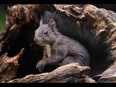 Eichkätzchen-Sciurus vulgaris