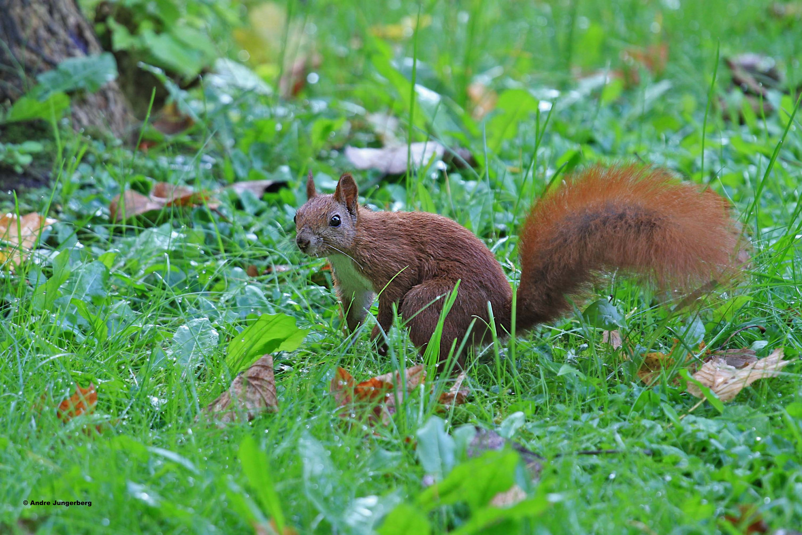 Eichkater