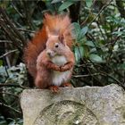 Eichkatz auf einem Natursandstein  .....