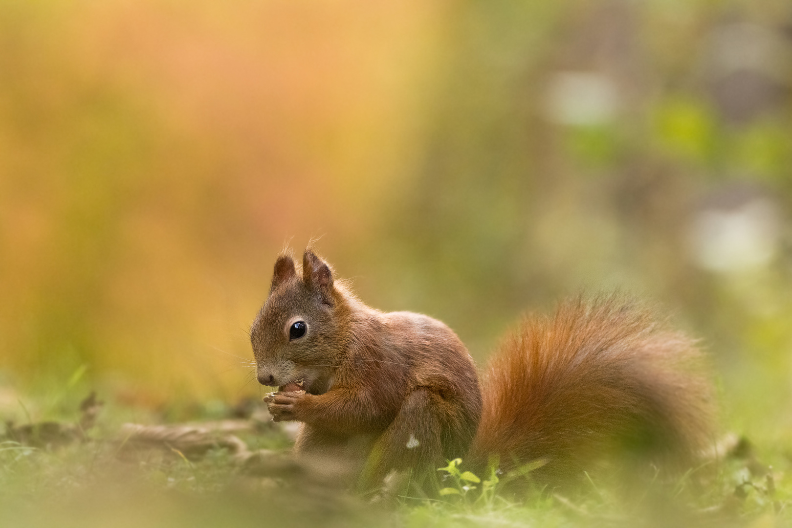 Eichkatz im Herbst