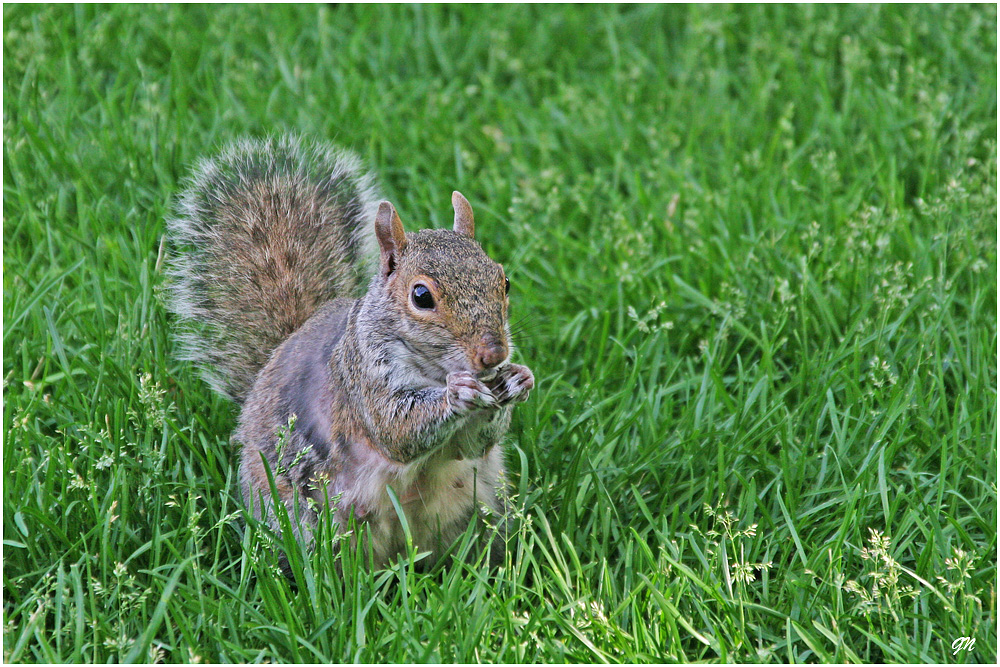 Eichkatz'l (Squirrel in USA)