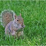 Eichkatz'l (Squirrel in USA)