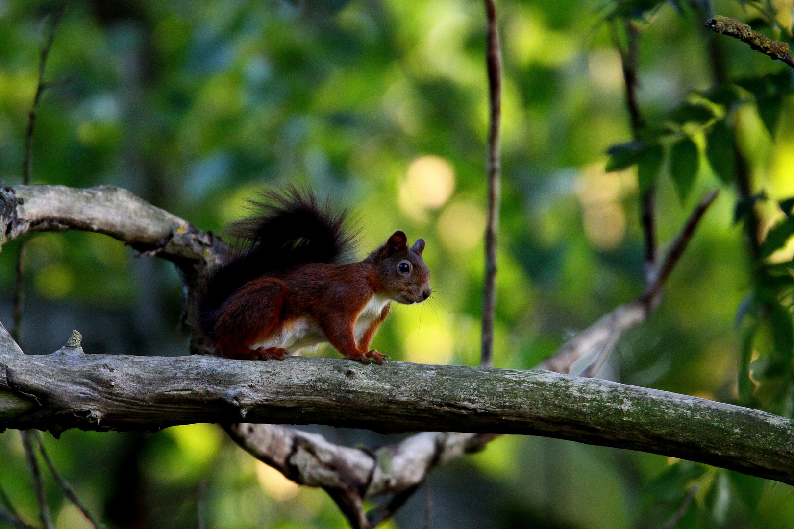 Eichörnchen