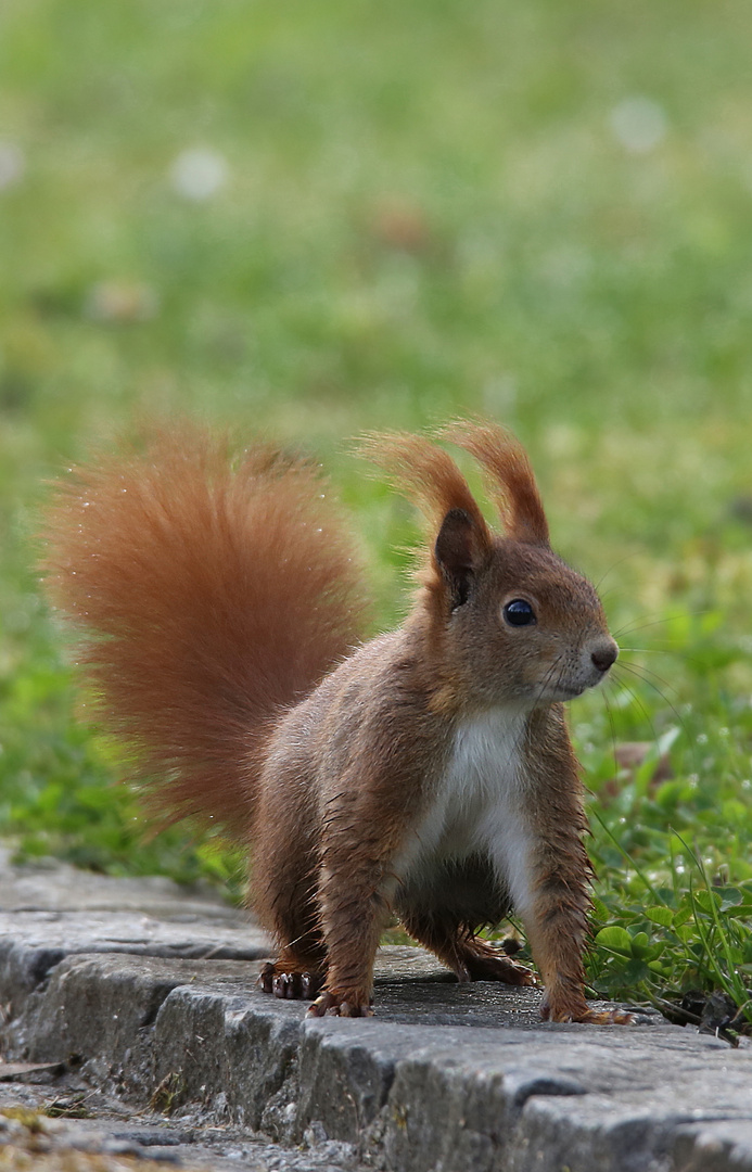 Eichörnchen