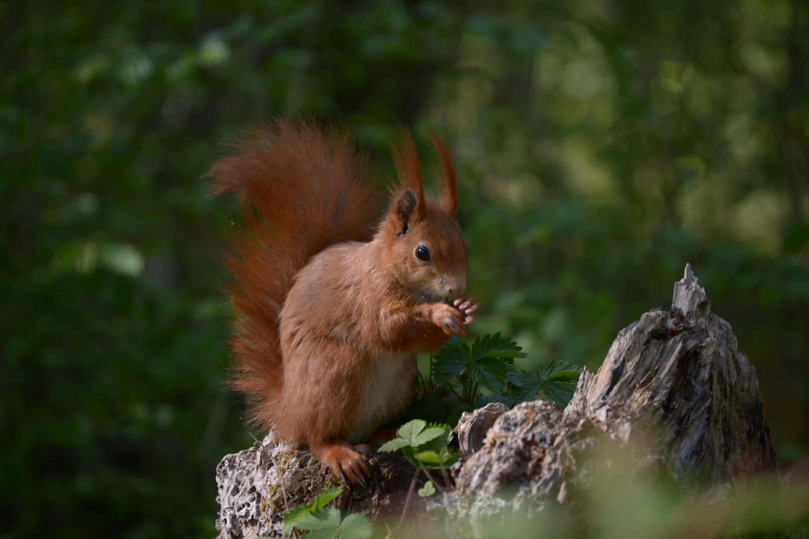 Eichörnchen (3)