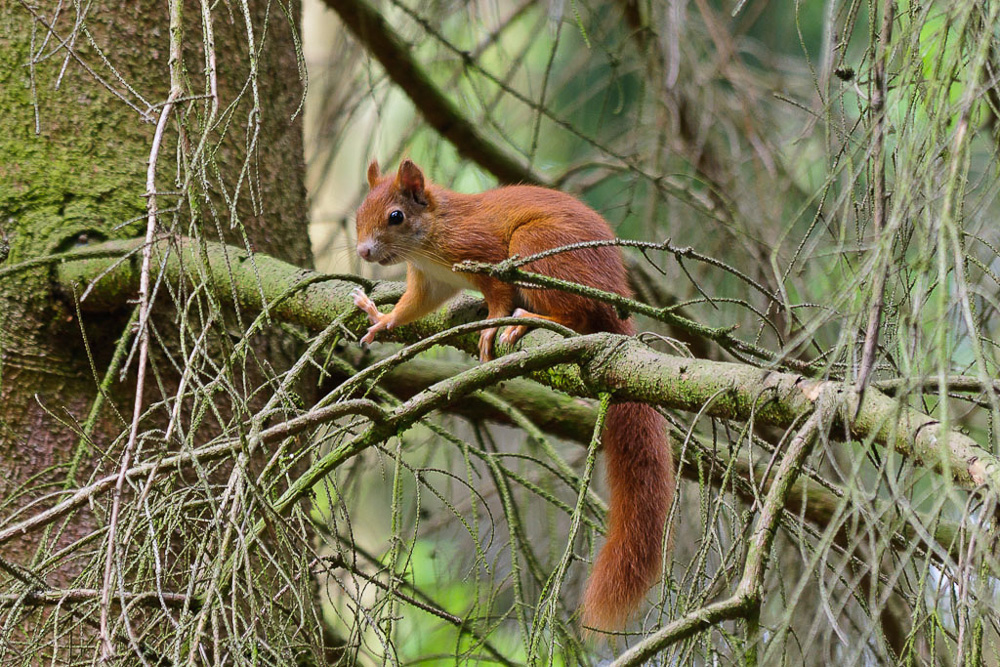 Eichörnchen