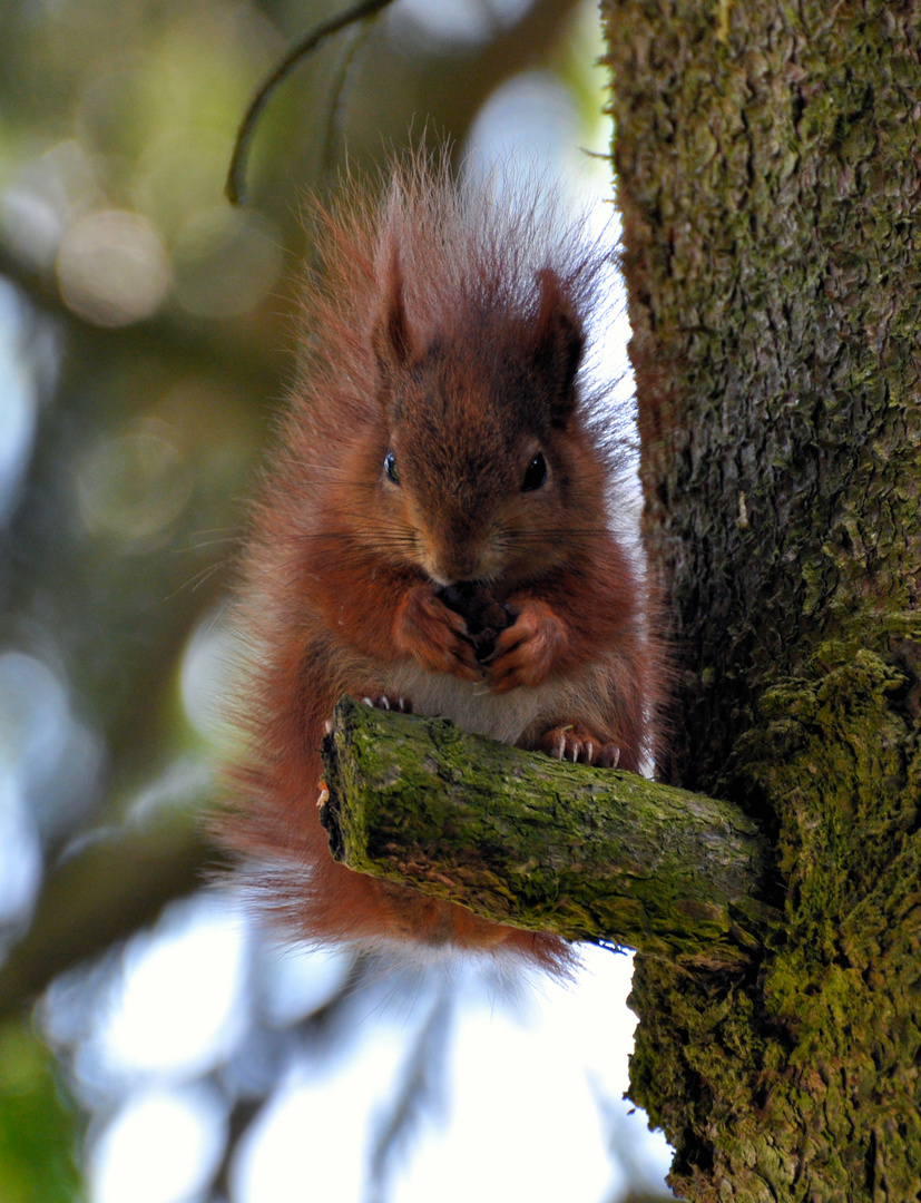 Eichörnchen auf Baum