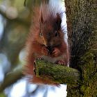 Eichörnchen auf Baum