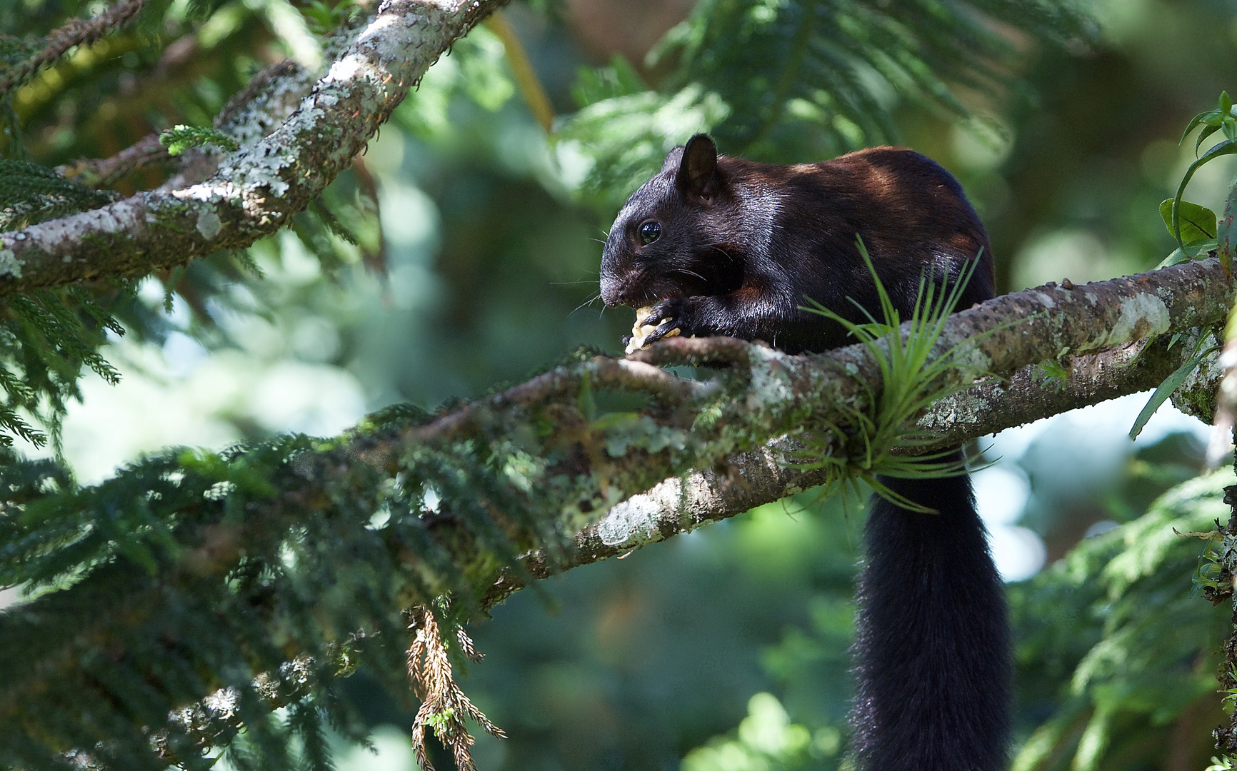 Eichörnchen aus dem Bergregenwald von Panama