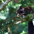 Eichörnchen aus dem Bergregenwald von Panama