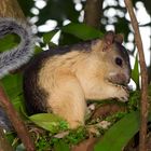 Eichörnchen aus dem Bergregenwald von Panama