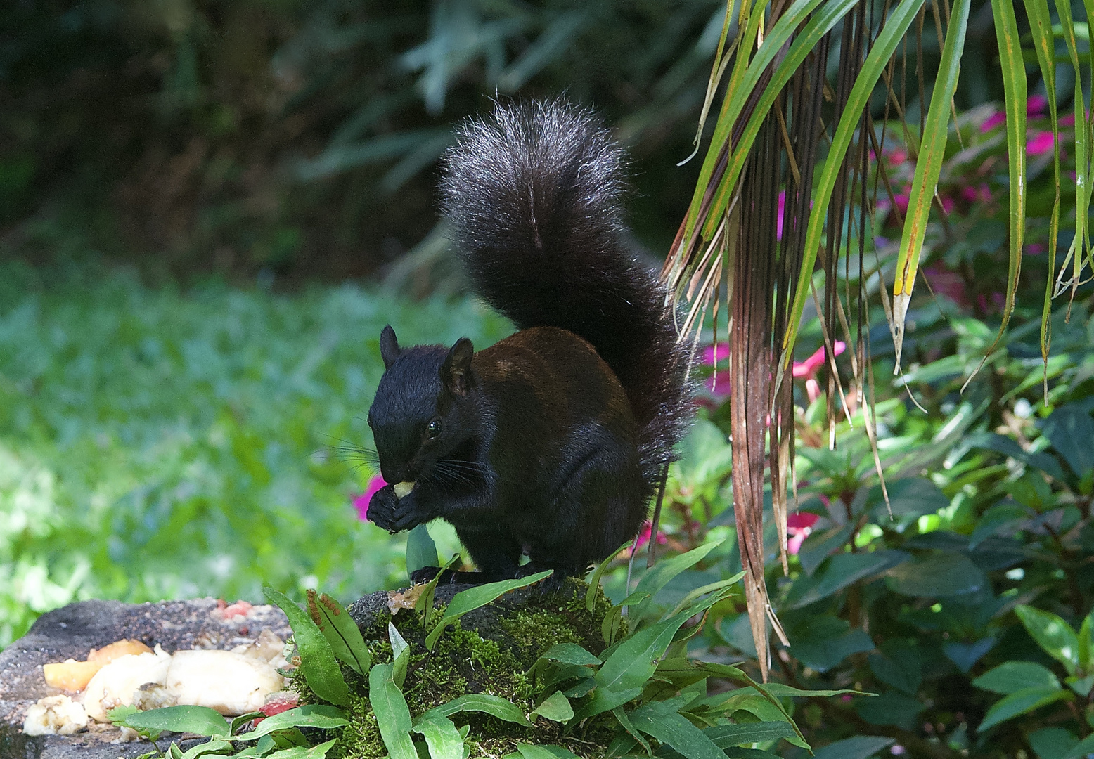 Eichörnchen aus dem Bergregenwald von Panama