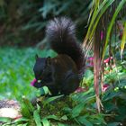 Eichörnchen aus dem Bergregenwald von Panama