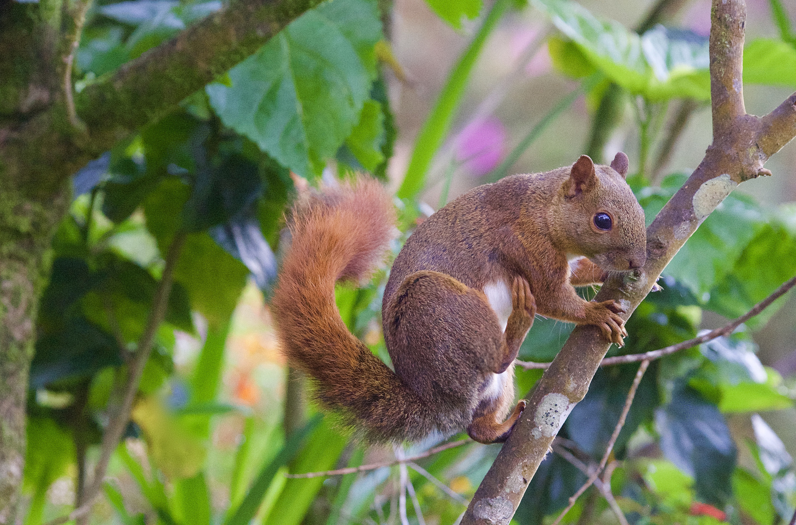 Eichörnchen aus dem Nebelwald von Kolumbien