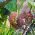 Eichörnchen aus dem Nebelwald von Kolumbien