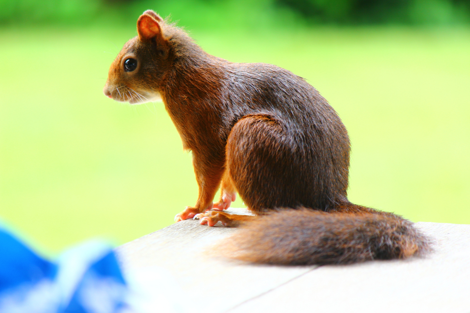 Eichörnchen