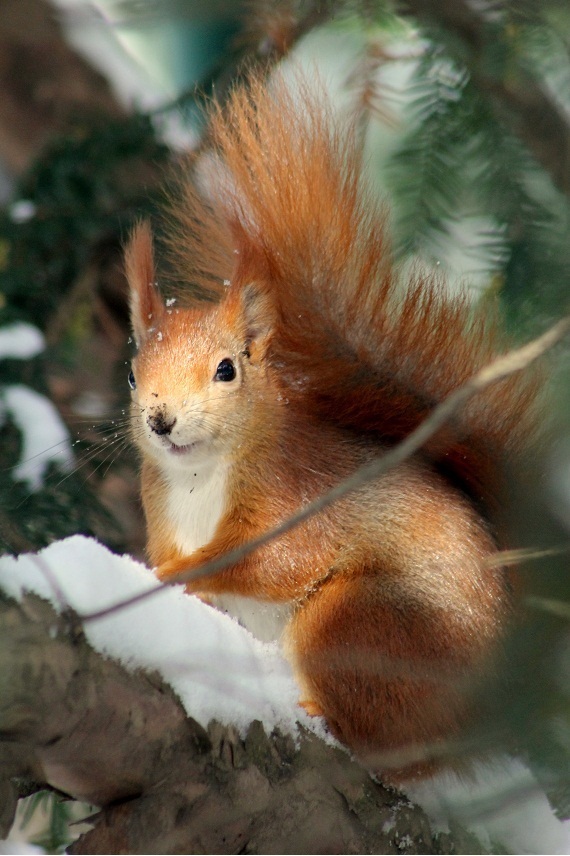 Eichörnchen