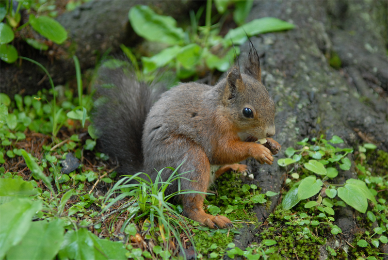 Eichörnchen