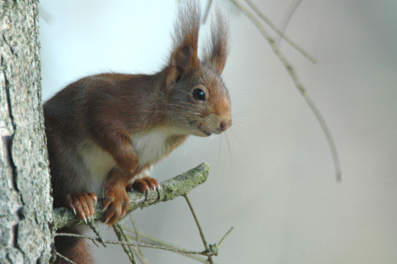 Eichörnchen